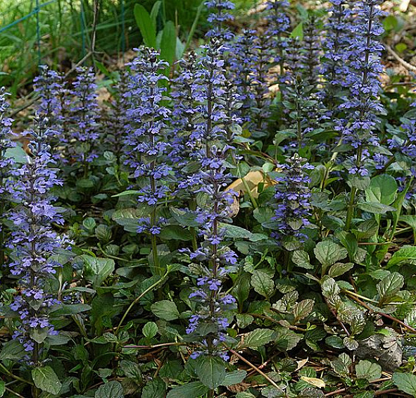 Живучка ползучая