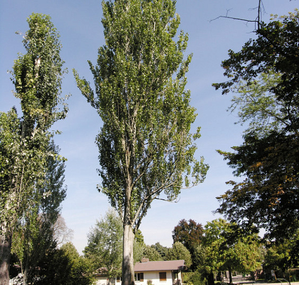 Тополь белый 'Пирамидалис'