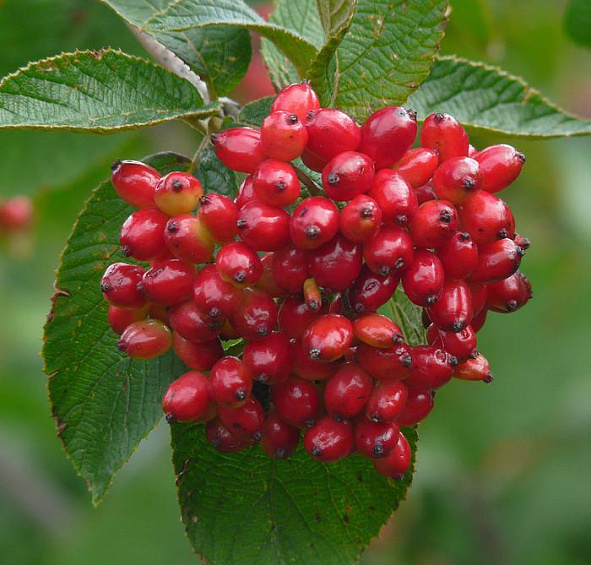 Калина гордовина