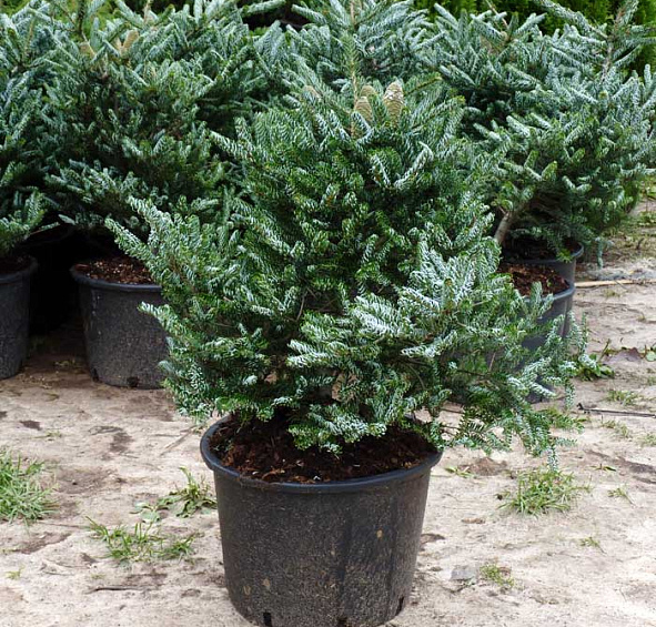 Пихта корейская 'Силберлок'