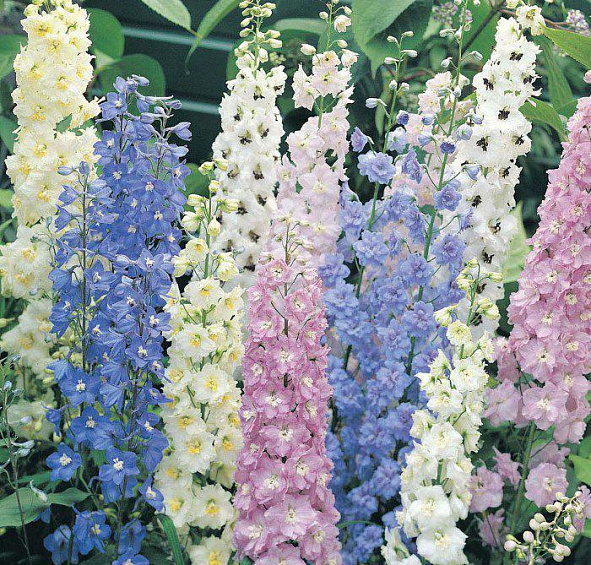 Дельфиниум микс