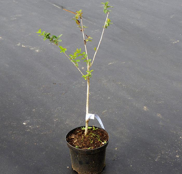 Жимолость Королькова