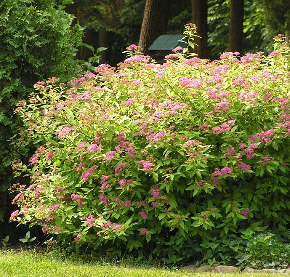 Спирея японская Бумальда 'Энтони Ватерер'