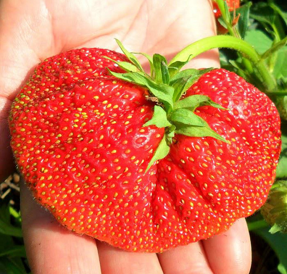 Земляника (клубника) 'Боровицкая'