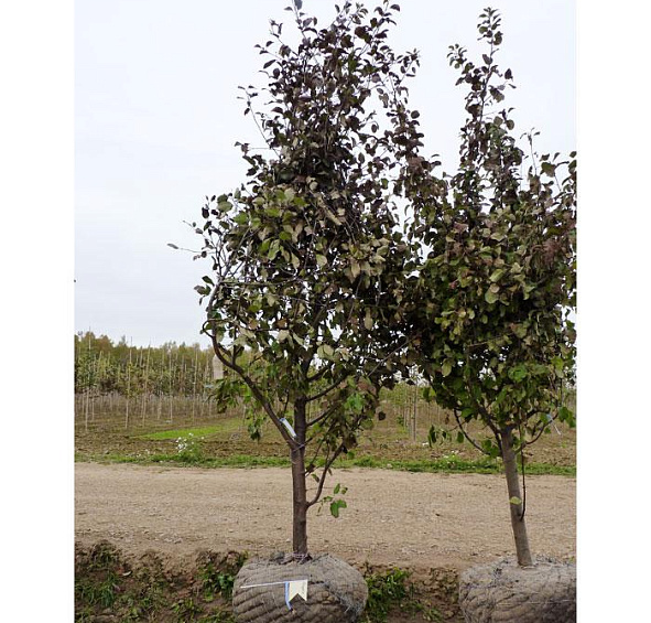 Яблоня домашняя 'Северный Синап'