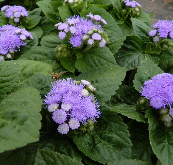 Агератум Хоустона Перл Блу