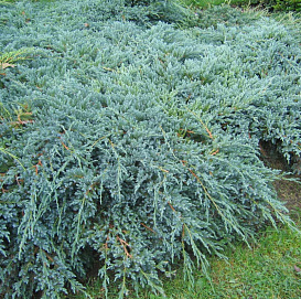 Можжевельник чешуйчатый 'Блу Карпет'