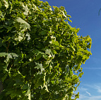 Сочный сентябрь 2015-го ПДК "ЮЖНЫЙ" 17