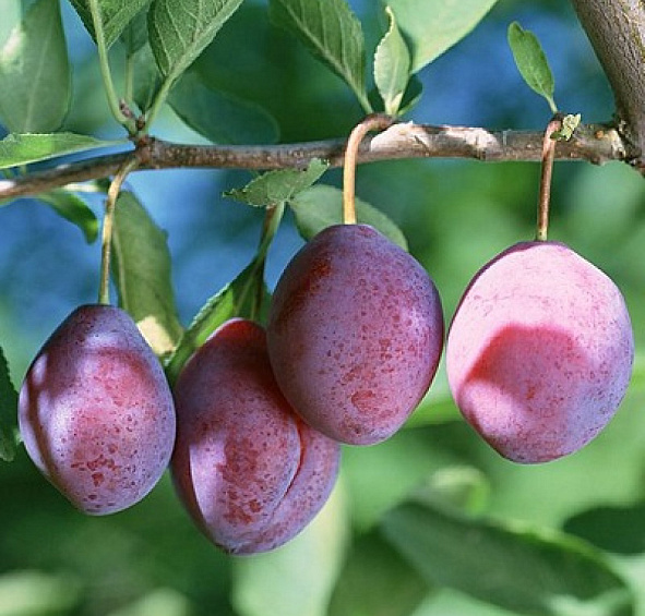 Слива 'Конфетная'