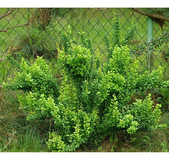 Барбарис Тунберга 'Паувау'