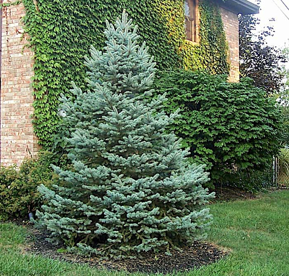 Ель колючая 'Фат Альберт'