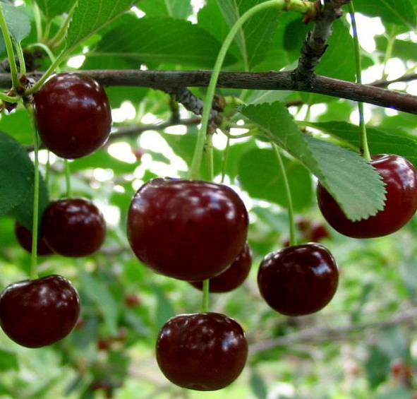 Вишня Встреча