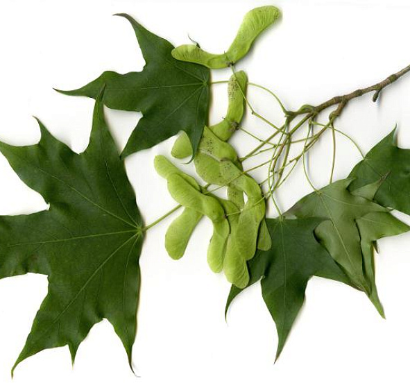 Клен остролистный