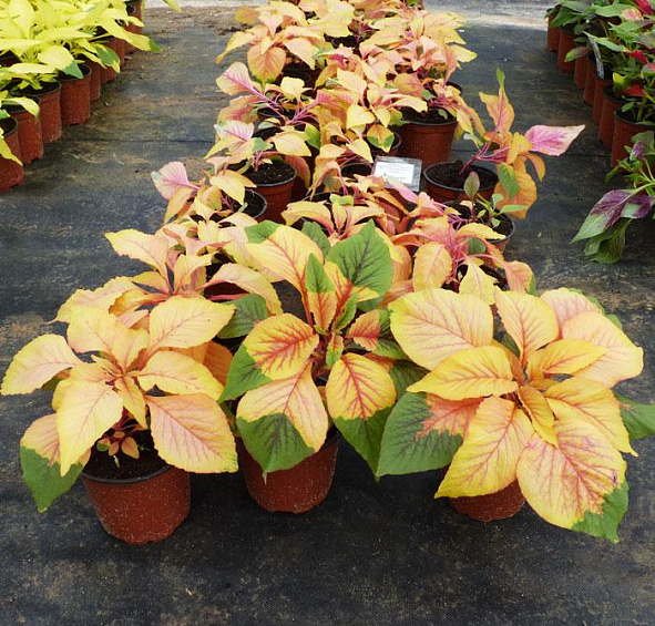 Амарант Трехцветный Иллюминейшн