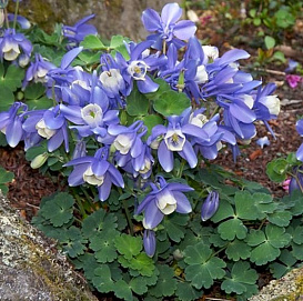 Аквилегия гибридная (водосбор) 'Спринг Меджик Нейви энд Уайт'