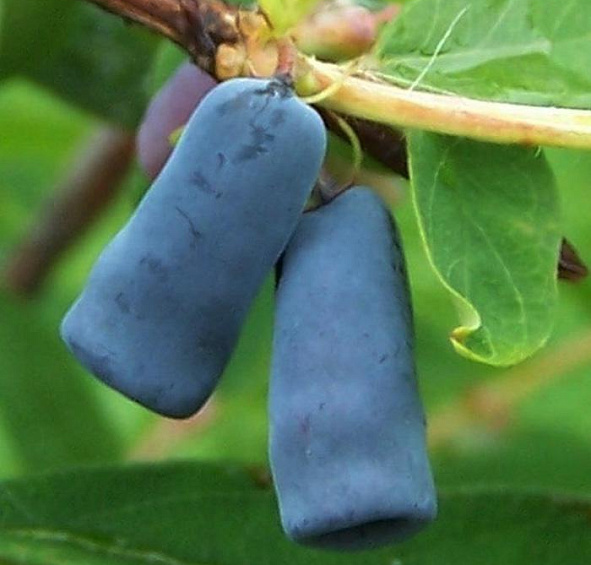 Жимолость Герда