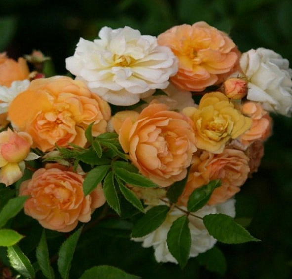 Роза 'Гислен де Фелигонд' (плетистая) (желтая)