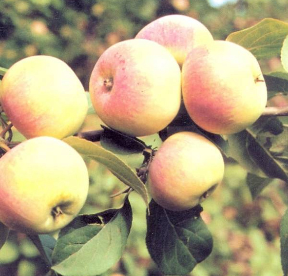 Яблоня Весна
