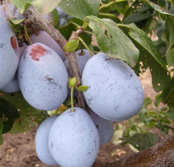 Слива Чернослив Адыгейский