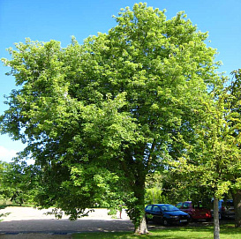 Клен сахарный (серебристый)