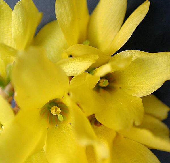 Форзиция промежуточная (средняя) 'Линвуд'