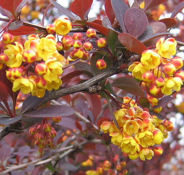 Барбарис оттавский 'Суперба'