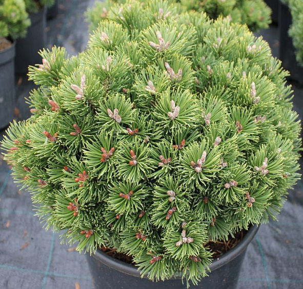 Сосна горная 'Шервуд Компакт'