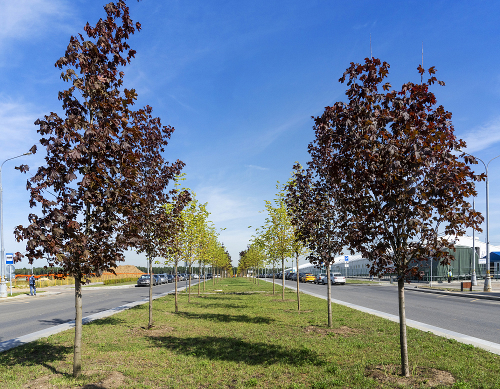 Благоустройство территории Административно-делового центра в п. Коммунарка – Южный Комунарка8