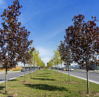 Благоустройство территории Административно-делового центра в п. Коммунарка – Южный Комунарка8