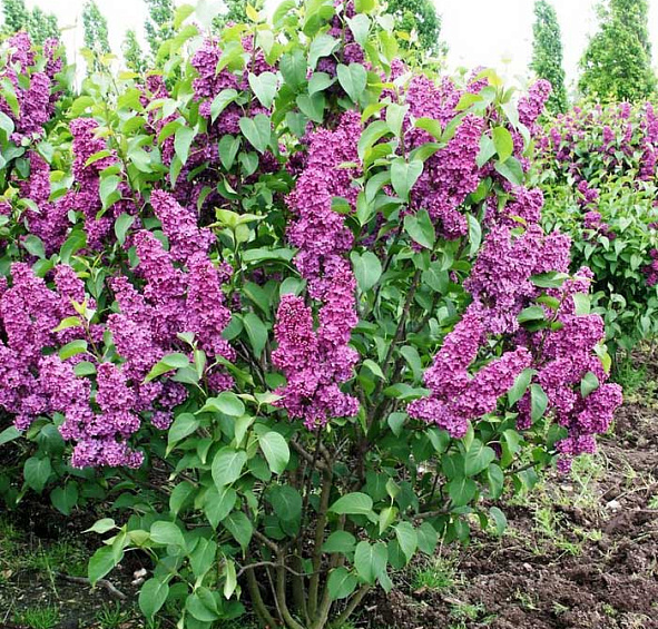 Сирень обыкновенная 'Рум фон Хорстенштайн' (пурпурно - голубая)