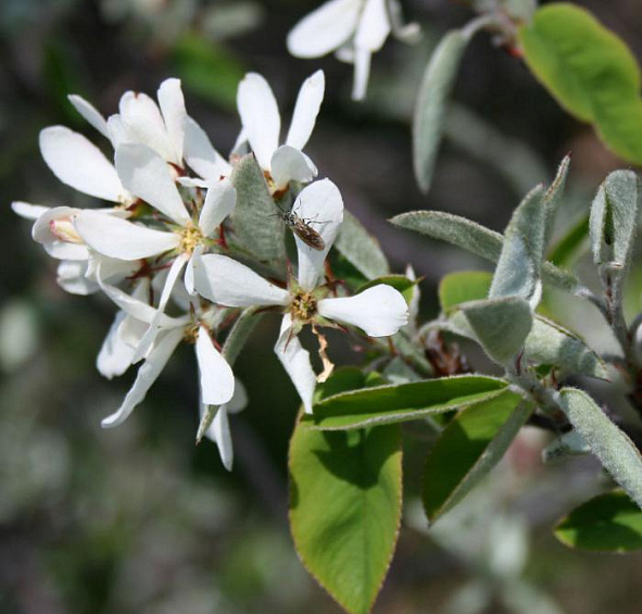 Ирга круглолистная