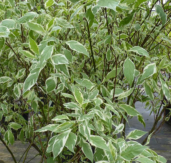 Дерен белый 'Элегантиссима'