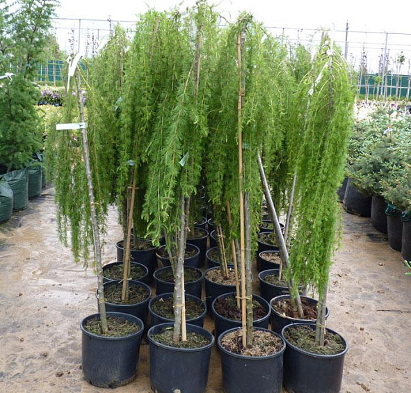 Лиственница европейская Пендула (Pendula)