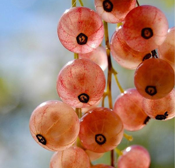 Смородина красная 'Голландская розовая'