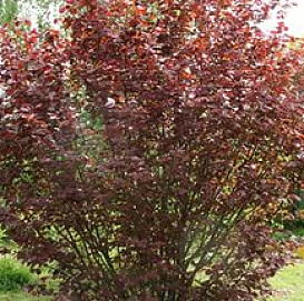 Лещина пурпурнолистная