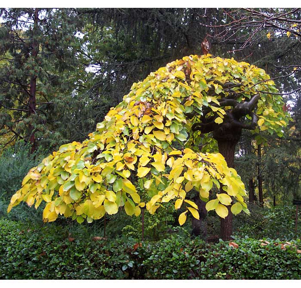 Вяз шершавый 'Пендула'