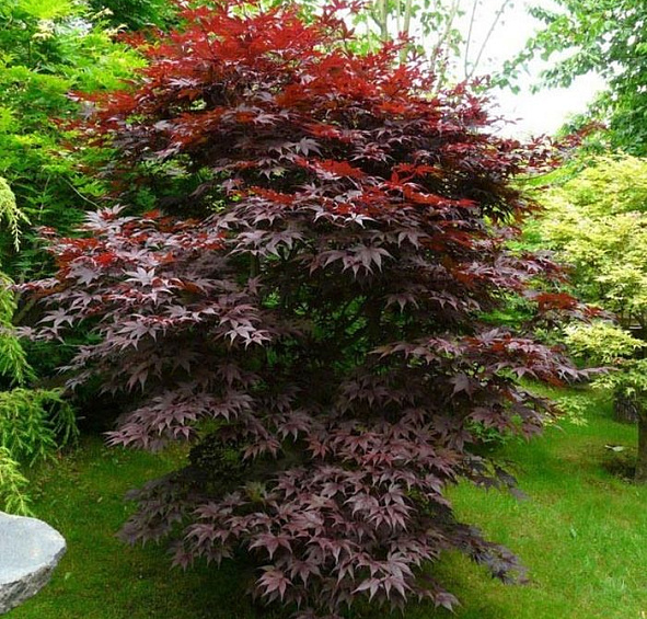 Клен японский 'Бладгуд'