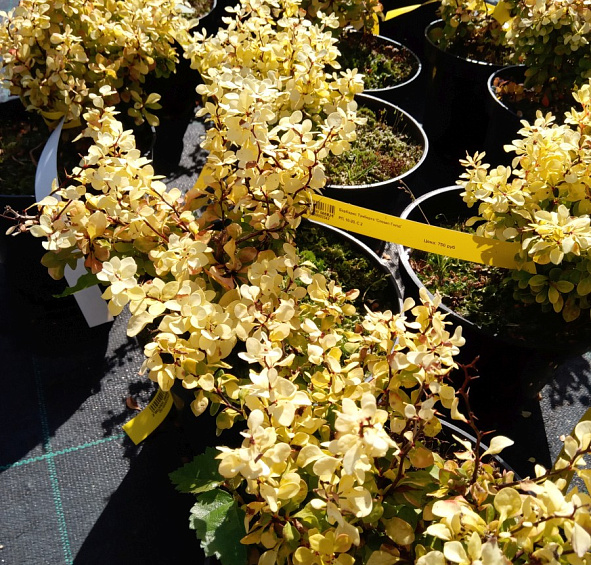 Барбарис Тунберга 'Спешл Голд'