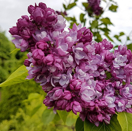 Сирень обыкновенная 'Олимпиада Колесникова' (розово- лиловая)