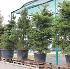 Фотоальбом Хвойные в садовом центре. Ноябрь 2012 Хвойные в садовом центре Южный. Ноябрь 2012