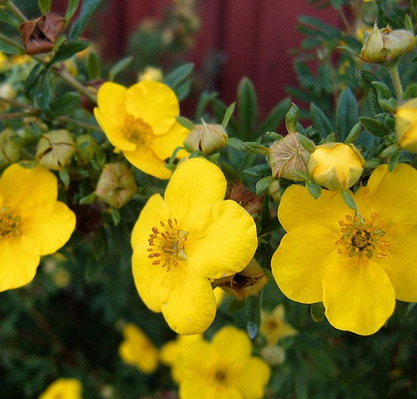 Лапчатка кустарниковая 'Голдфингер'