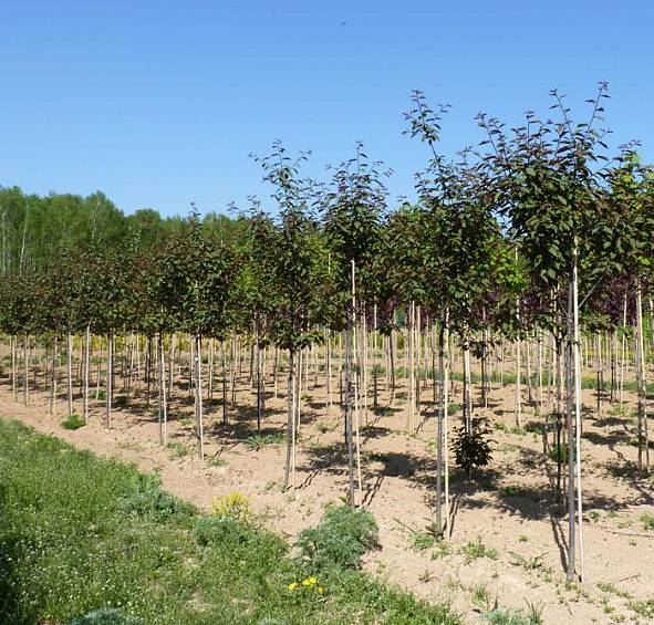 Черемуха обыкновенная 'Колората'