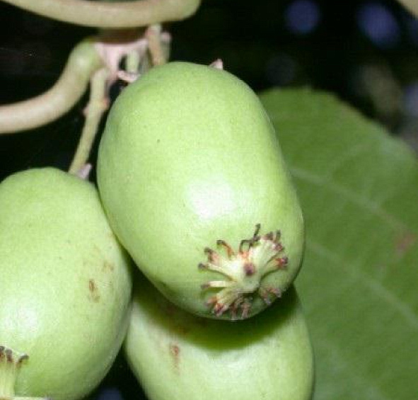 Актинидия Aргута 'Юбилейная'