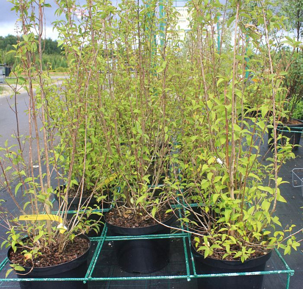 Дейция шершавая 'Плена'