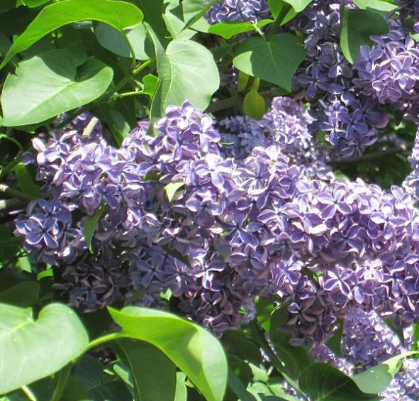 Сирень обыкновенная 'Кавур' (фиолетово - синия)