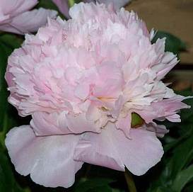 Пион молочноцветковый 'Аллерти'