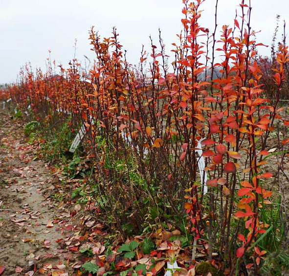 Барбарис Тунберга 'Паувау'