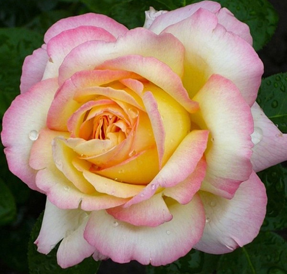 Роза Глория Дей (Gloria Dei)