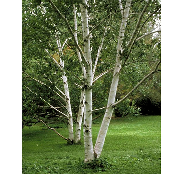 Береза бумажная