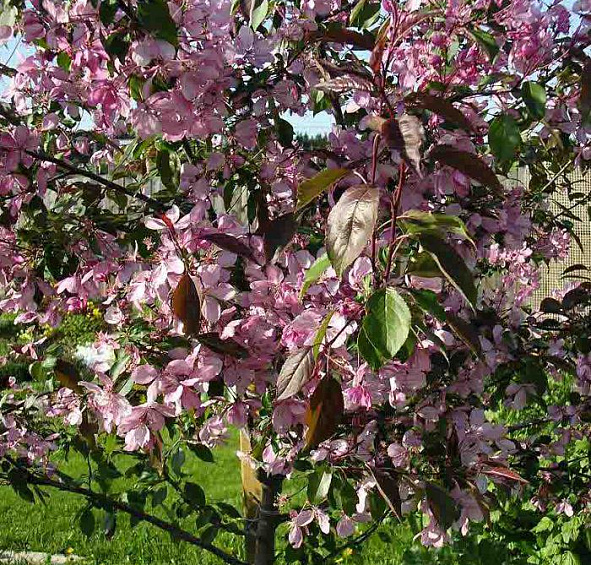 Яблоня декоративная 'Макамик'